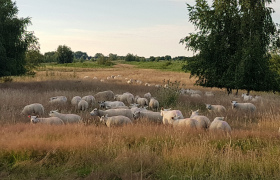 1_schapen