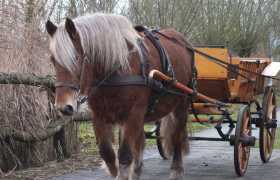 inlopend-paard-met-koets-e1578648760835